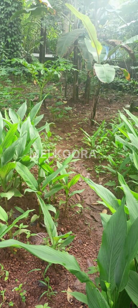 Residential land for Sale