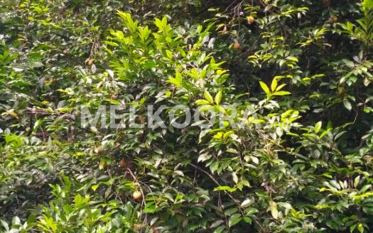 45 Cent Residential Land For Sale at Athani For Rs 2.5Lakhs Per Cent