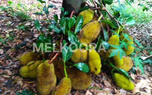 45 Cent Residential Land For Sale at Athani For Rs 2.5Lakhs Per Cent